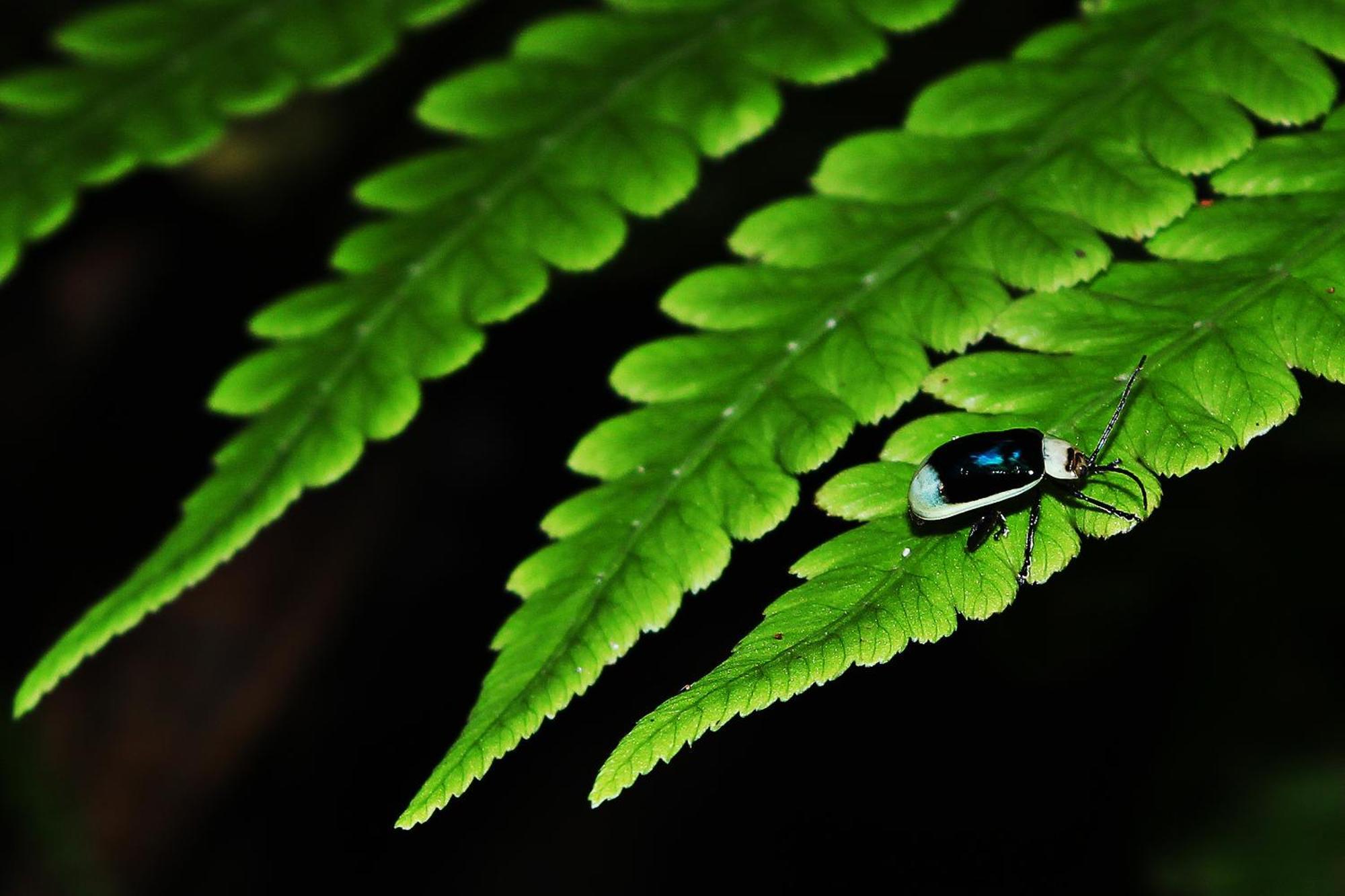 Mindo Green House Екстериор снимка